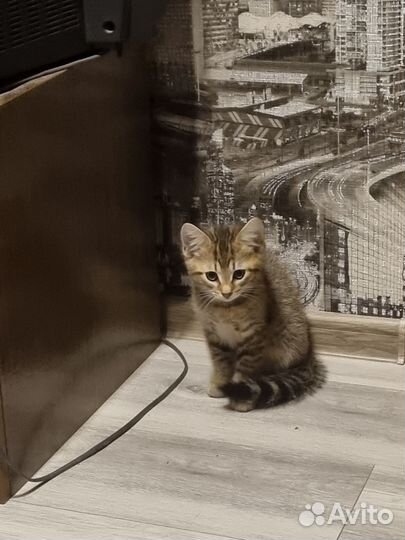 Отдам котенка мальчик 2 месяца,приучен ко всему