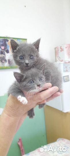 Милые котята