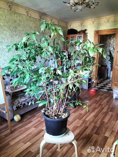 Фикус бенджамина