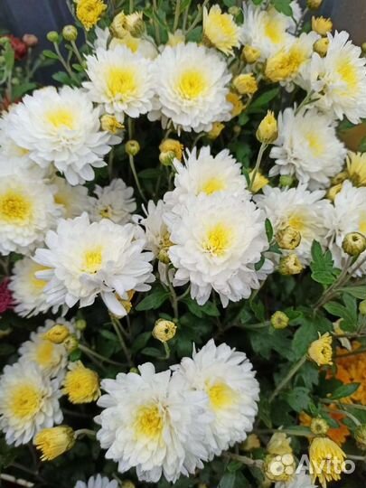 Хризантема корейская и мультифлора