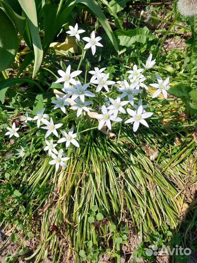 Птицемлечник