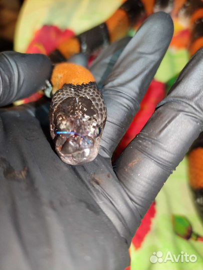 Ветеринарный врач для птиц, грызунов и рептилий