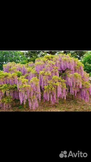 Глициния саженцы