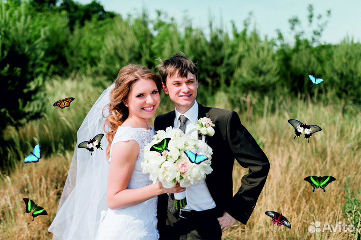 Салют из 10 Живых Тропических Бабочек с/б-11