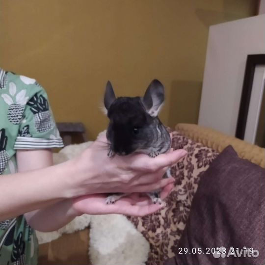 Шиншилла мальчик черный бархат