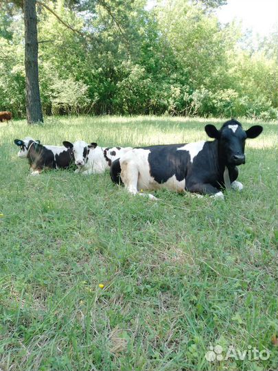 Молоко коровье и козье домашнее