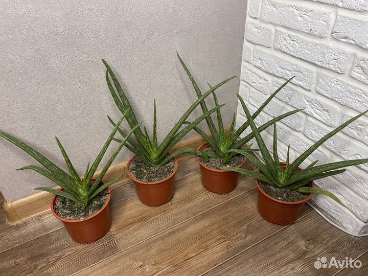 Алоэ вера комнатные растения