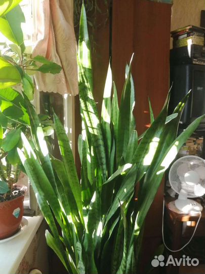 Сансевиерия крупная (