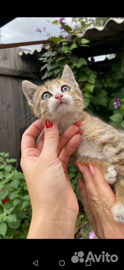 Отдаю котика