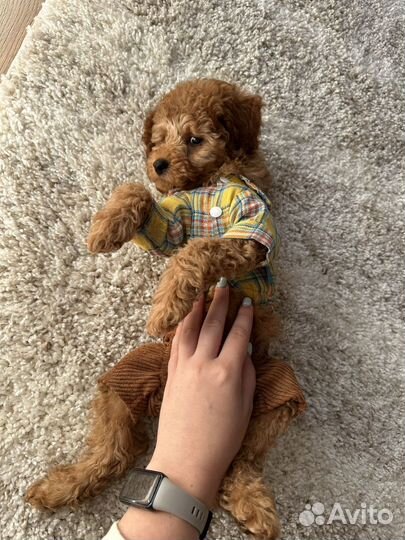 Костюм для щенков мелких пород