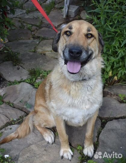 Очаровательная Маня 2 года ищет дом