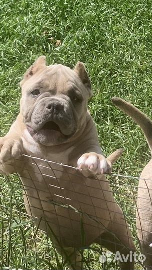 Девочка Американского булли