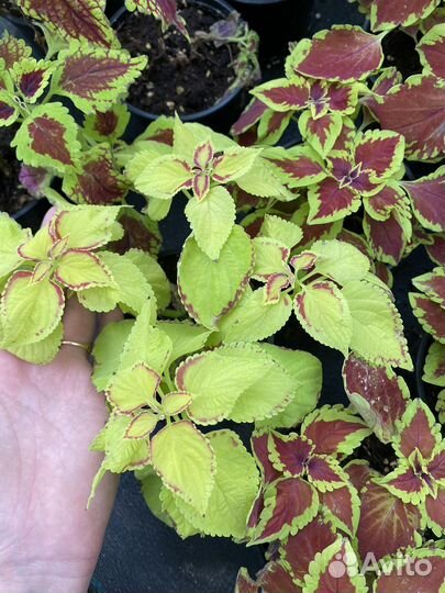 Колеус блюма д13