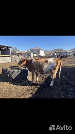 Корова симментал