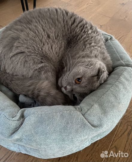 Лежанка для кошек
