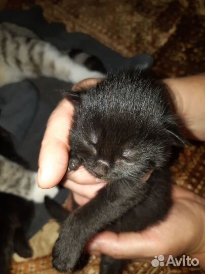 Чёрный котёнок ищет заботливых хозяев
