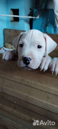 Щенки аргентинского дога