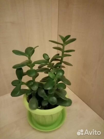 Толстянка Крассула Денежное деревце