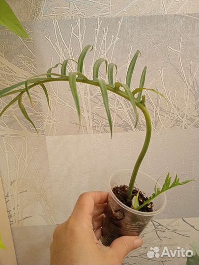 Филодендрон Тортум