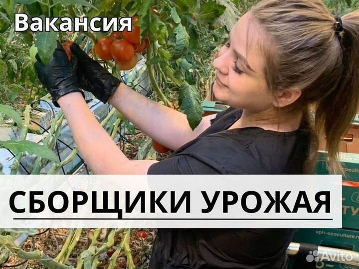 Сборщик урожая