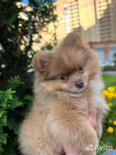 Щенки померанского шпица