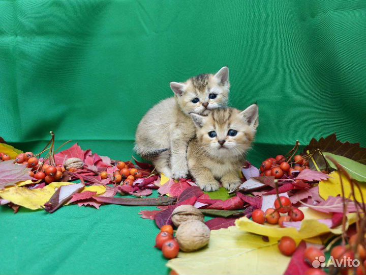 Шотландские котята