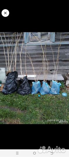 Кусты малины