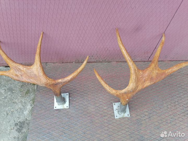 Рога лося