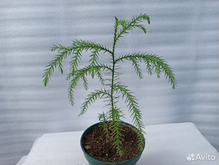 Криптомерия - японский кедр