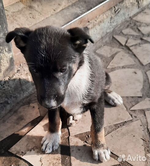 Щенки в добрые руки бесплатно