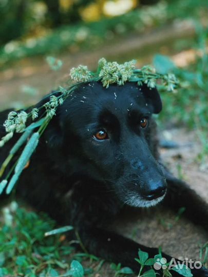 Собака из приюта Лора ищет дом