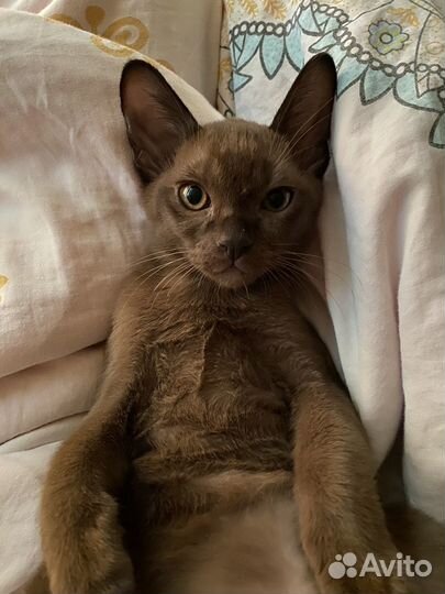 Бурманские котята