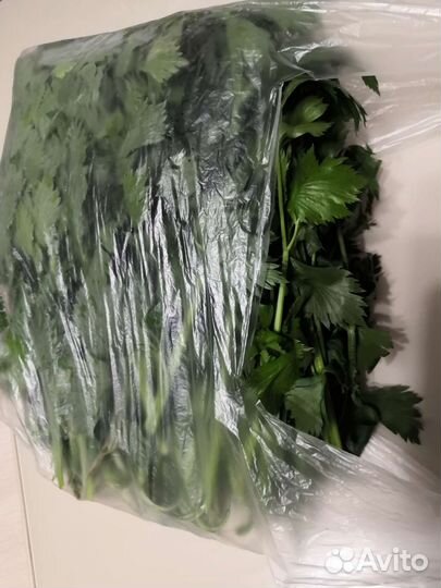 Сельдерей, петрушка