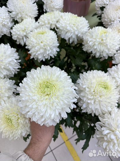 Хризантема шаровидная