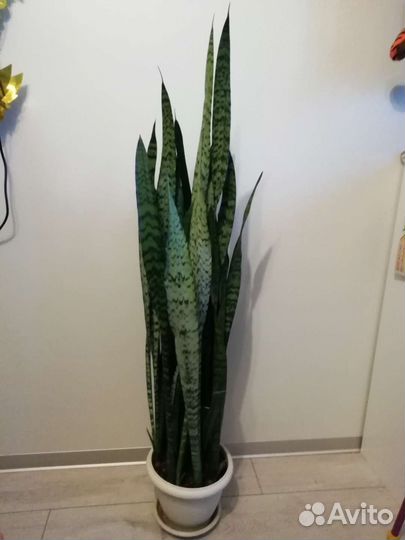Растение Сансевиерия