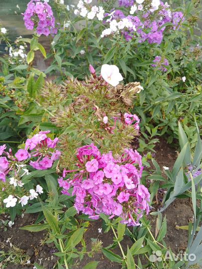 Растения для сада