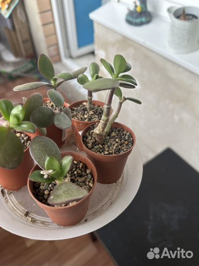 Толстянка денежное дерево крассула