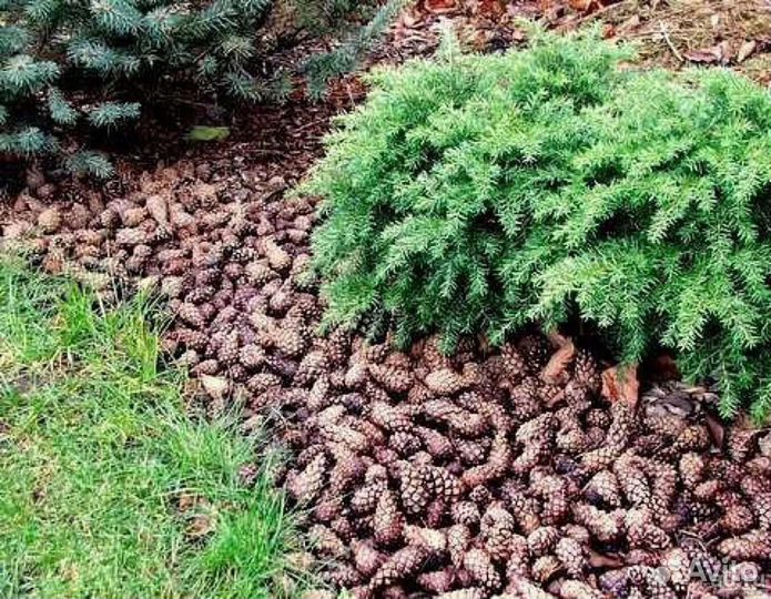 Шишки сосновые