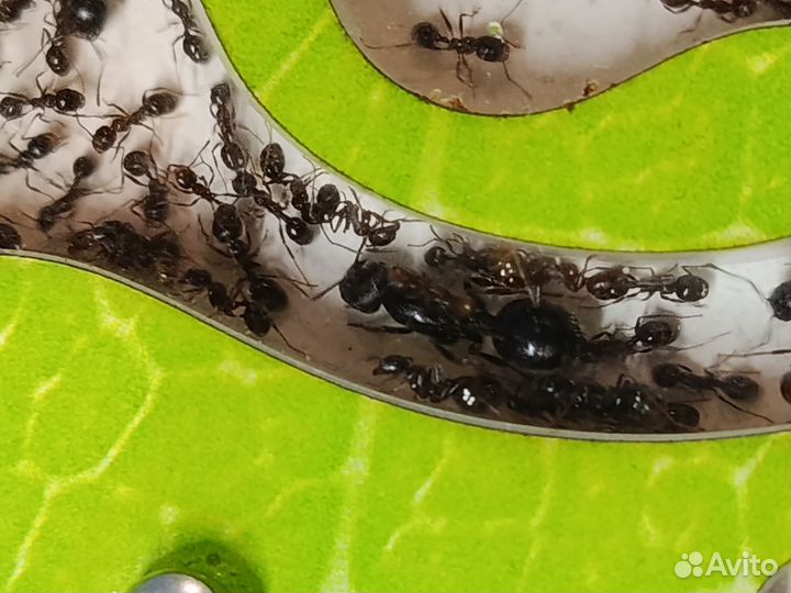 Муравьи Messor muticus