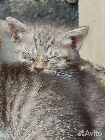 Котенок в хорошие руки