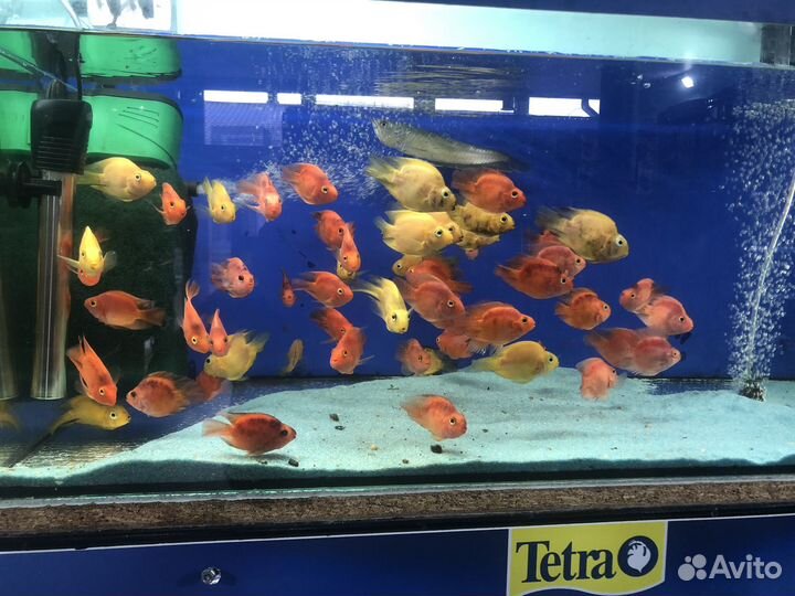 Аквариумных рыбок видов 100 И все что Требуется