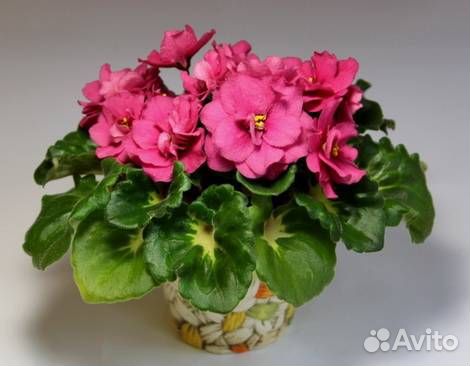 Домашние растения