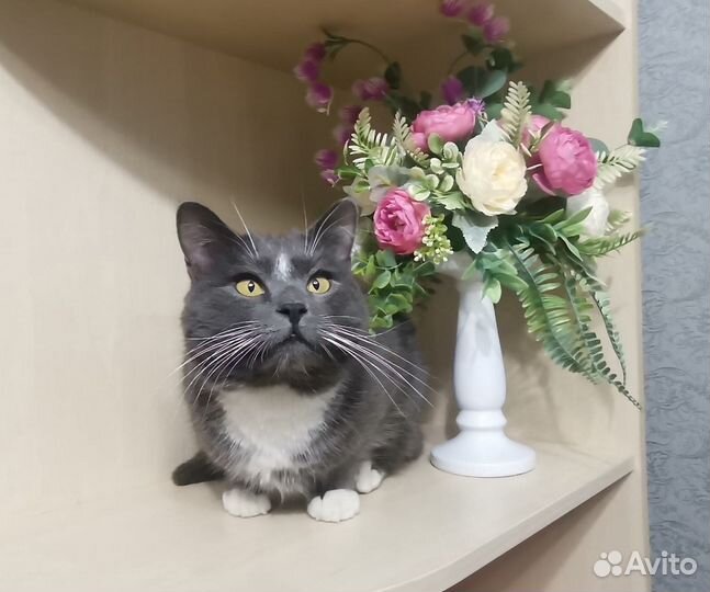 Котёнок. Кот