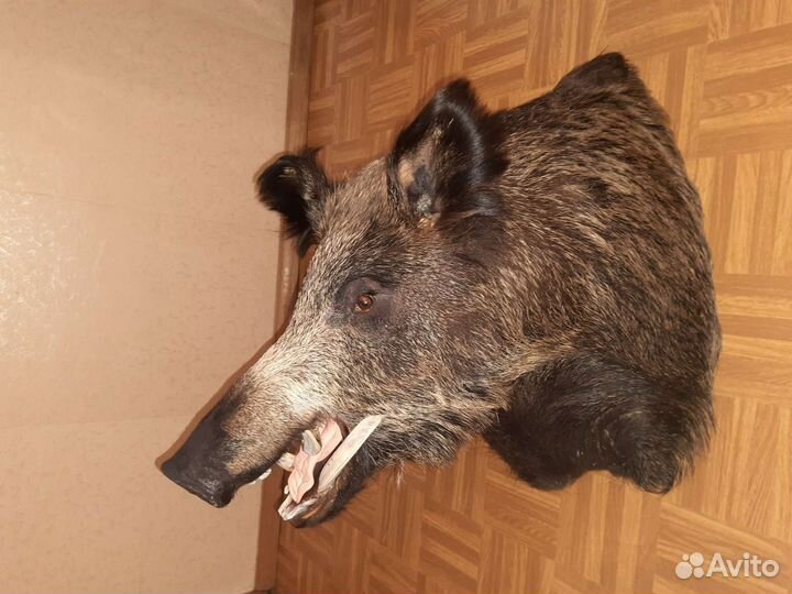 Чучело головы кабана