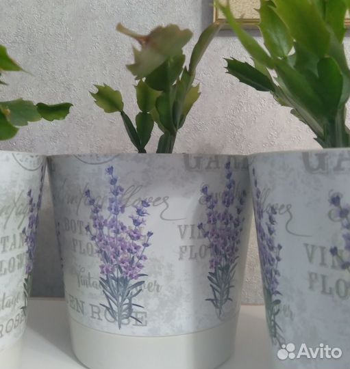 Декабрист шлюмбергера