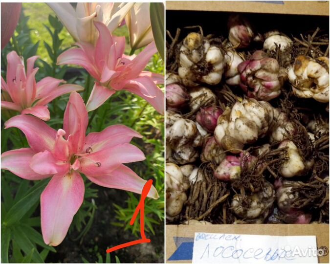 Лилии луковицы