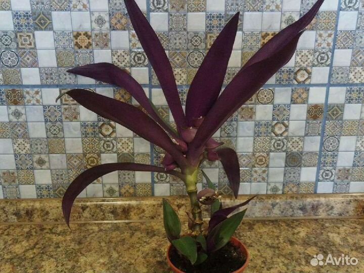 Комнатные цветы