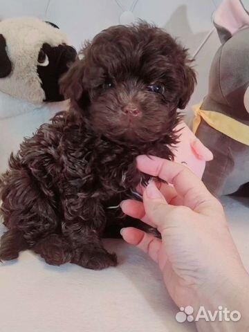 Maltipoo mini