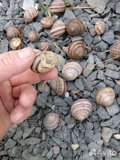 Улитки садовые