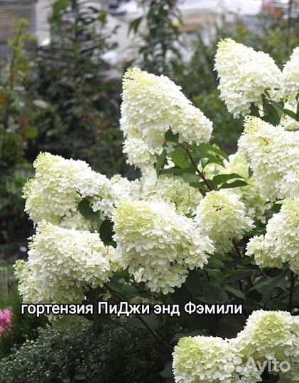 Гортензия метельчатая